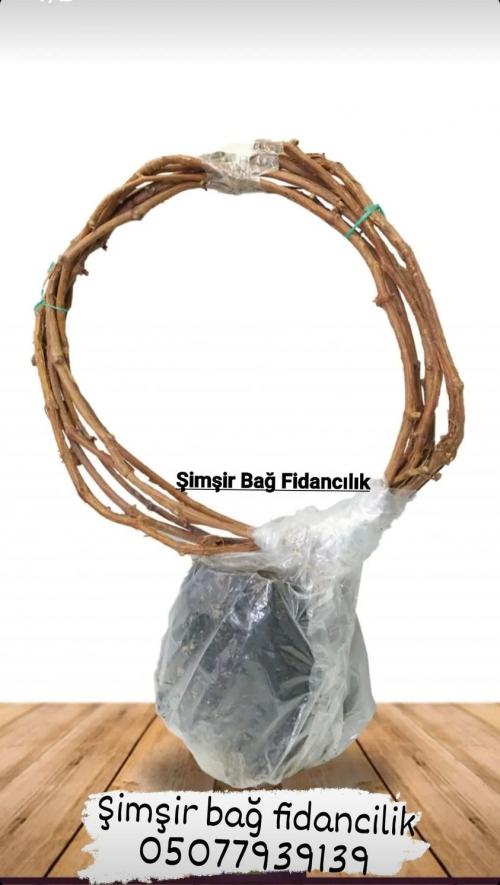 3 YAŞ REDGLOBE  180 CNM ÜSTÜ BOYDA ÜZÜM FİDANI SAKSILI