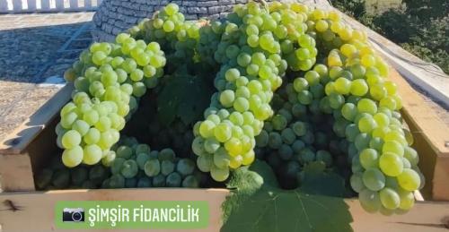 ÇAVUŞ ÜZÜMÜ