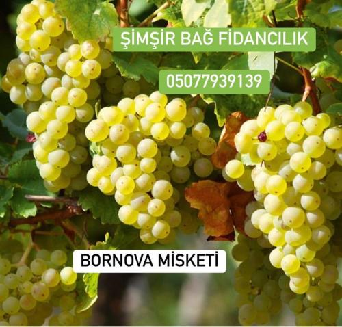 Bornova Misketi (Muscat)