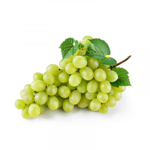 Sultan 1 Üzüm Fidanı