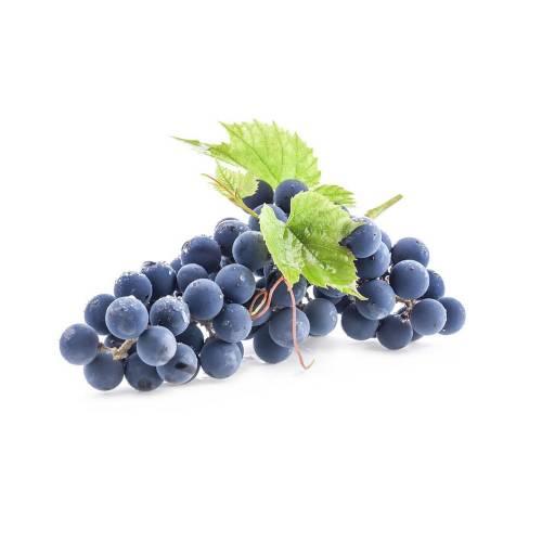 Trakya İlkeren Üzüm Fidanı 