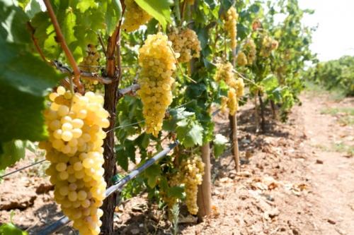 Üzüm Fidanı Nasıl Dikilir?