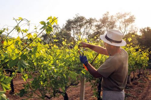 Üzüm Fidanı Hangi Bölgelerde Yetişir?