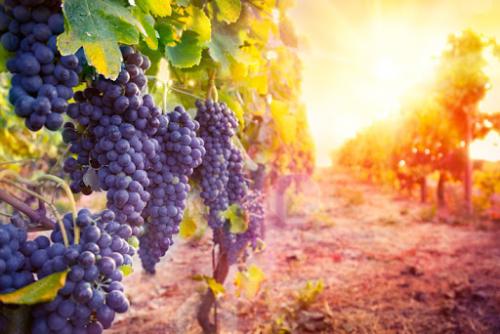 Üzüm Fidanı Gübreleme Yöntemleri Nelerdir?