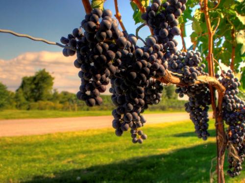 Üzüm Fidanı Aşısı Ne Zaman Yapılır?