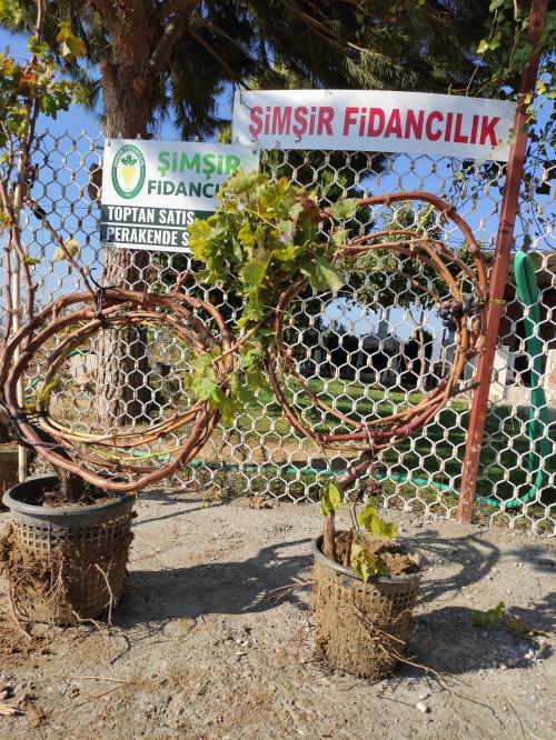 3 YAŞ SAKSILI ALFONSE LAVALLE ÜZÜM FİDANI 