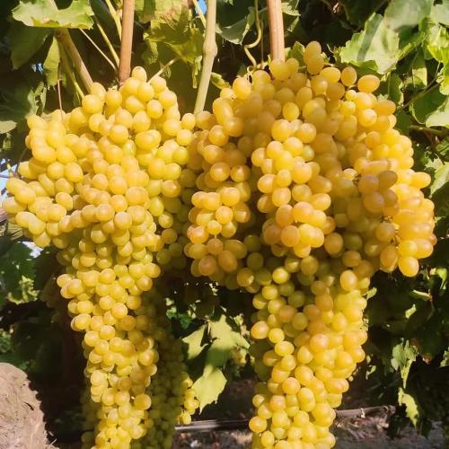 Üzüm fidanı ( yakup )