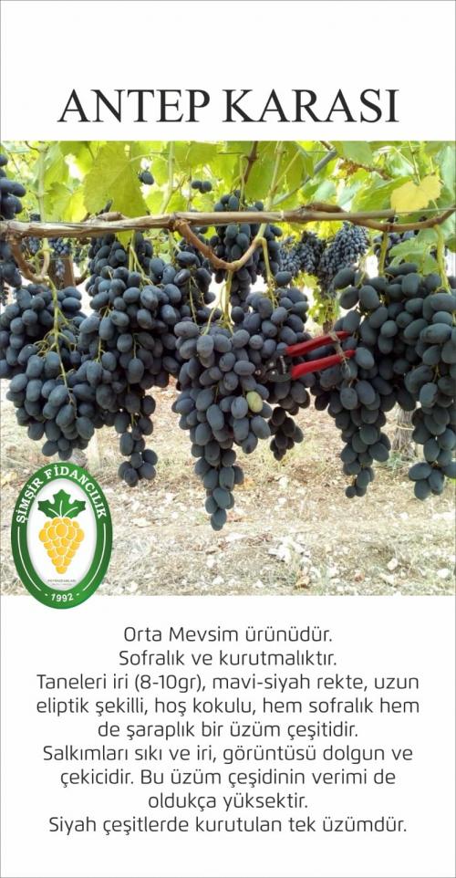 3 YAŞ  SAKSILI ANTEP KARASI ÜZÜM ASMASI