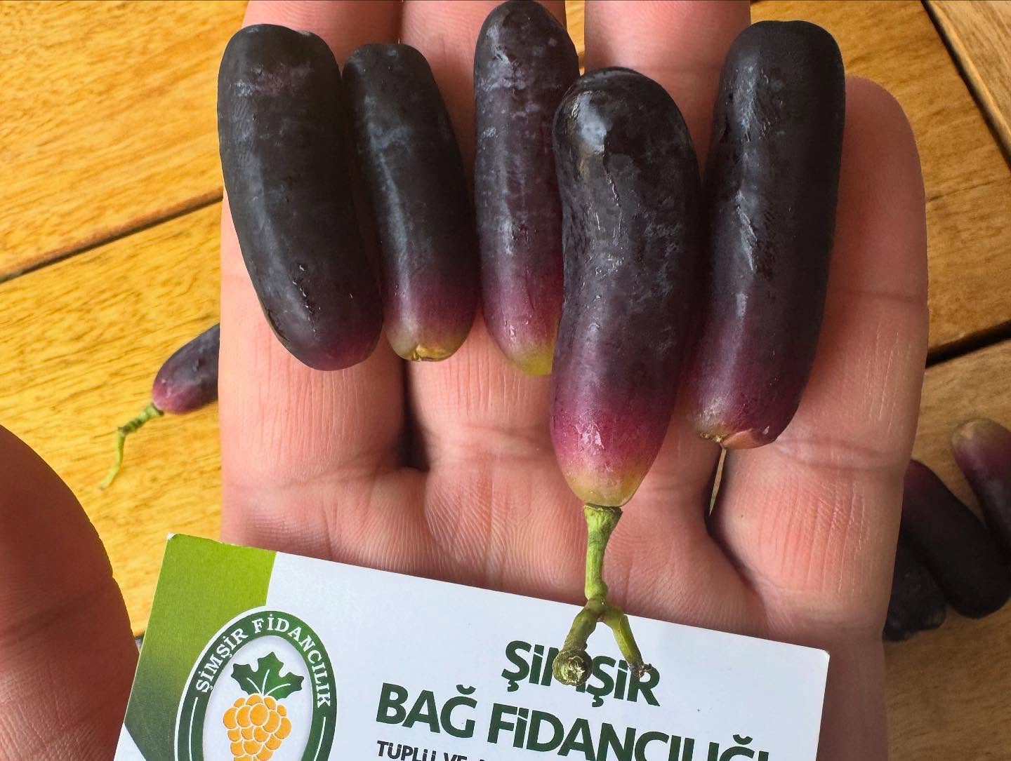 Patlıcan üzümü ( avatar ) 