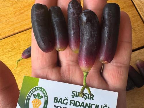 Patlıcan üzümü ( avatar ) 