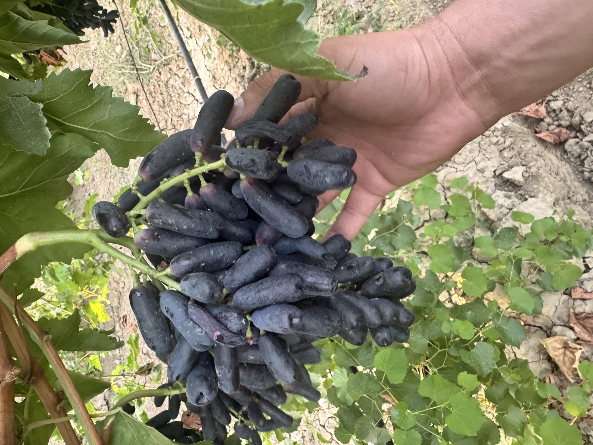 Patlıcan üzümü ( avatar ) 