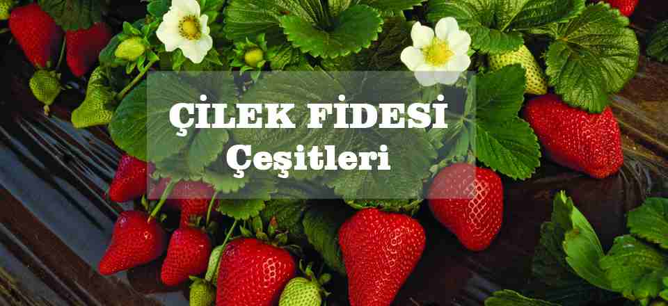Çavdaroğlu Fidancılık fotoğraf 2